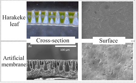 Cross section and surfaces of the harakeke leaf versus that of polymeric membranes