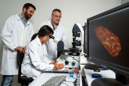 Research could find answers to kauri dieback and myrtle rust